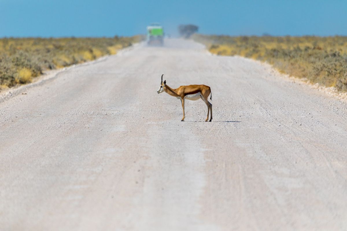 Pourquoi choisir la Namibie comme prochaine destination de voyage ?